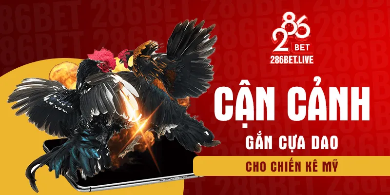 Cận cảnh gắn cựa dao cho chiến kê Mỹ