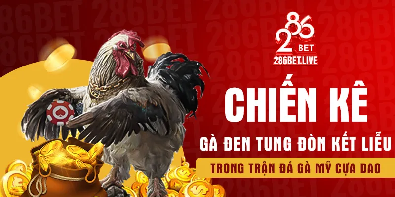 Chiến kê gà đen tung đòn kết liễu trong trận đá gà mỹ cựa dao