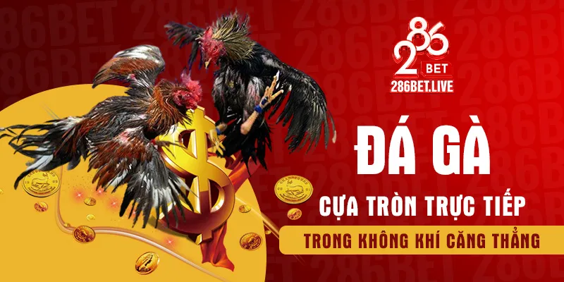 Đá gà cựa tròn trực tiếp trong không khí căng thẳng