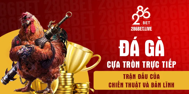 Đá gà cựa tròn trực tiếp