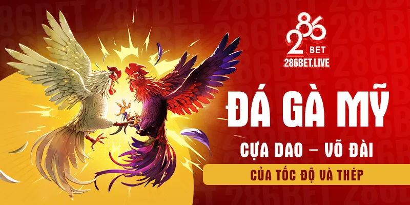 đá gà mỹ cựa dao