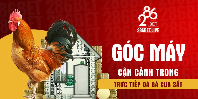 Góc máy cận cảnh trong trực tiếp đá gà cựa sắt