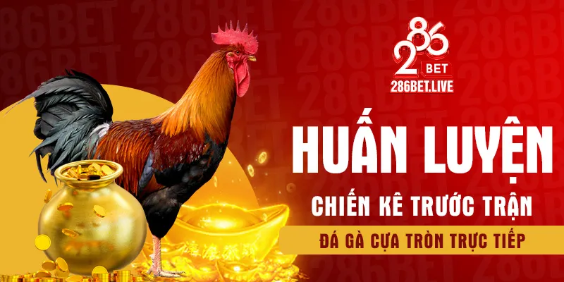 Huấn luyện chiến kê trước trận đá gà cựa tròn trực tiếp