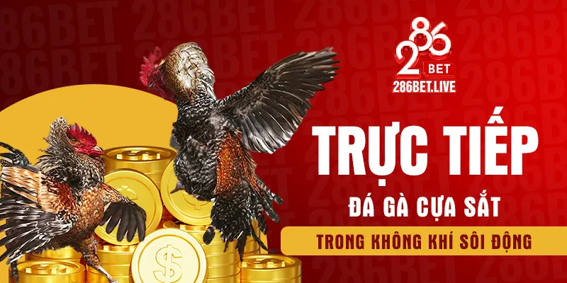Trực tiếp đá gà cựa sắt trong không khí sôi động