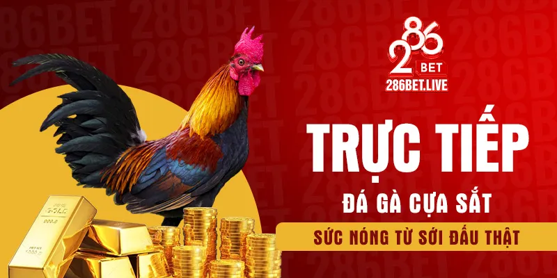 Trực tiếp đá gà cựa sắt