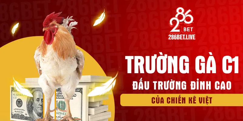 trường gà c1